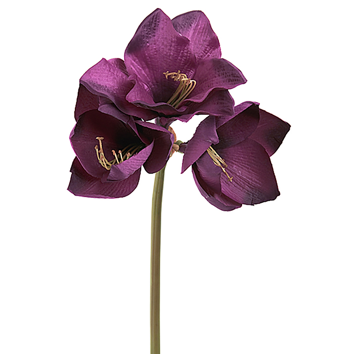Amaryllis violetti 60 cm