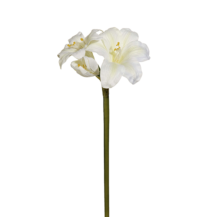Amaryllis valkoinen 35 cm