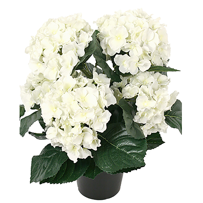 Hortensia ruukussa luonnonvalkoinen 37 cm