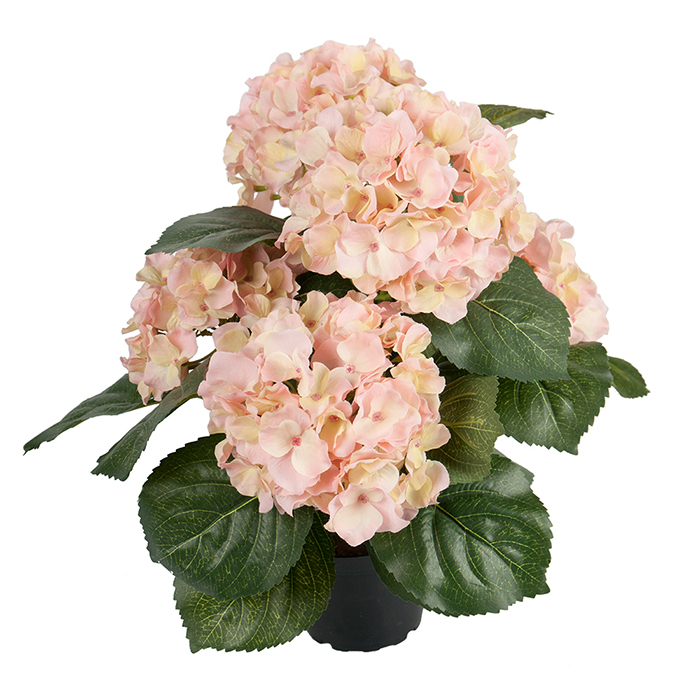 Hortensia ruukussa vaalea roosa 37 cm