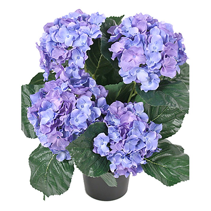 Hortensia ruukussa sinivioletti 37 cm