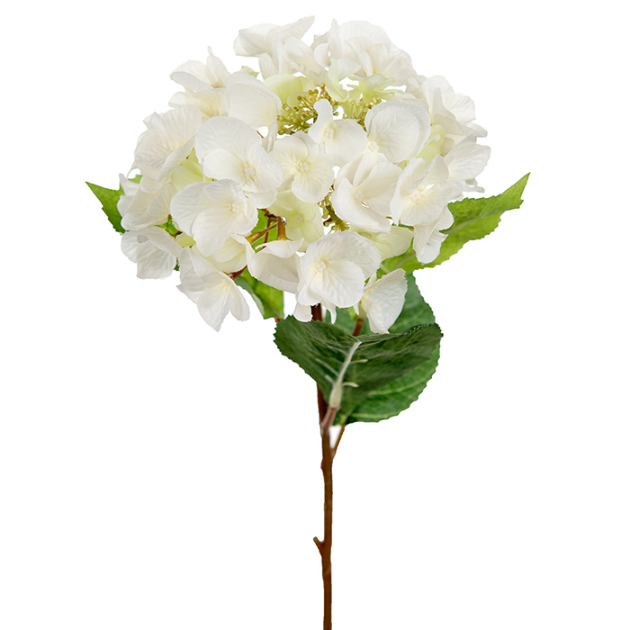 Hortensiaoksa luonnonvalkoinen 45 cm