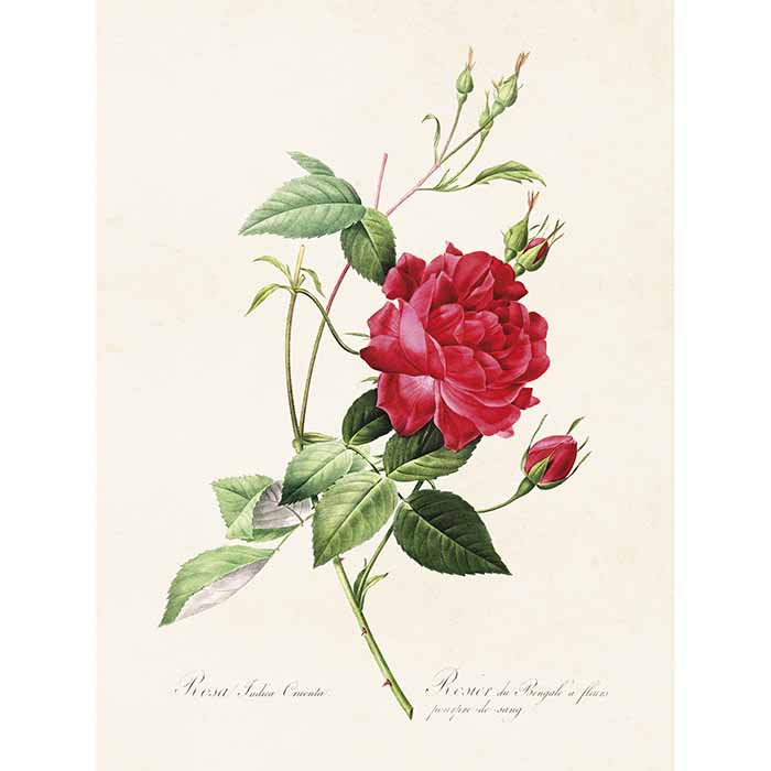 Kasvijuliste Ruusu 18x24 cm