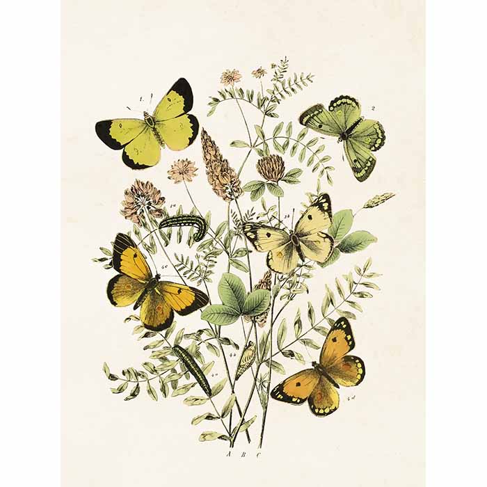 Kasvijuliste Keltaiset Perhoset 18x24 cm