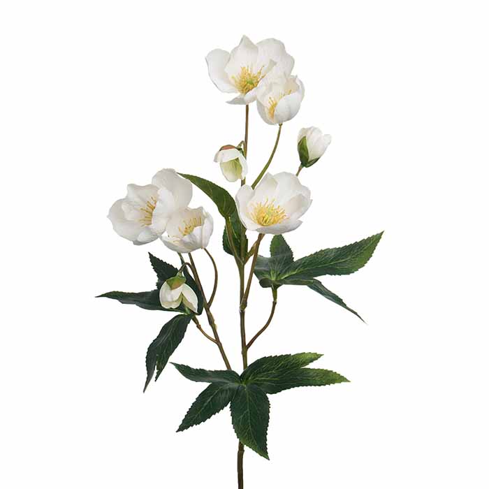 Jouluruusu valkoinen 57 cm