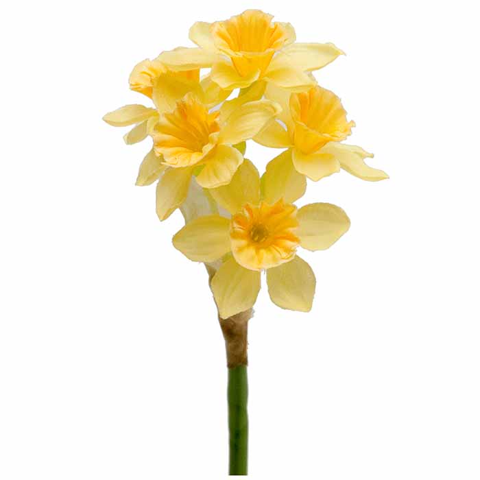 Narsissi keltainen