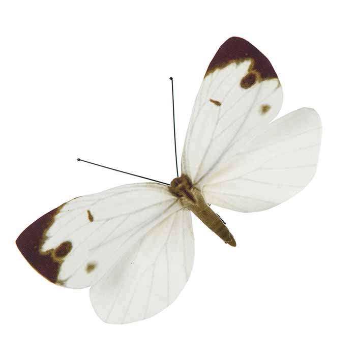 Perhoskoriste klipsillä valkoinen