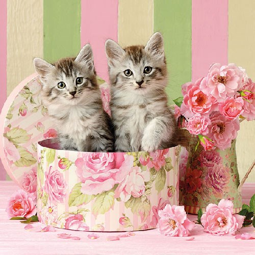 Servetti Cats in Box