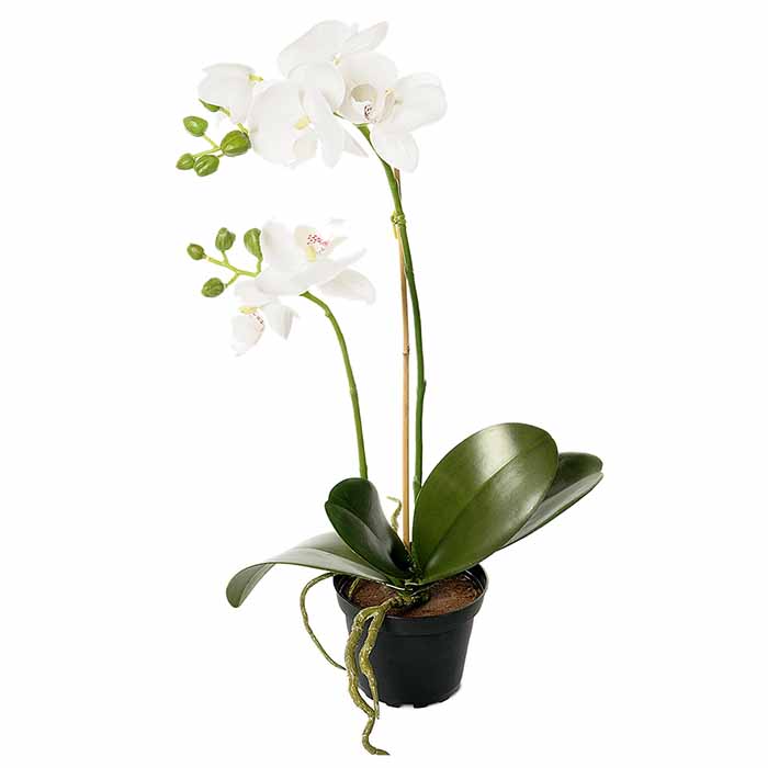 Orkidea valkoinen 45 cm