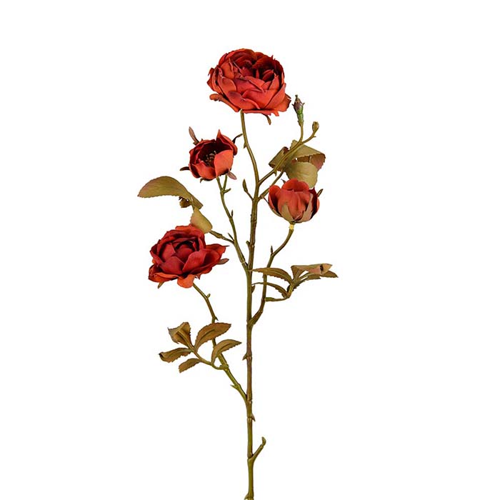Ruusunoksa kuivattu 60 cm
