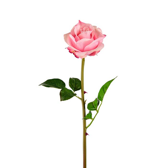 Ruusunoksa vaaleanpunainen 65 cm