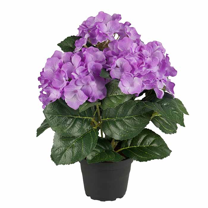 Hortensia ruukussa violetti