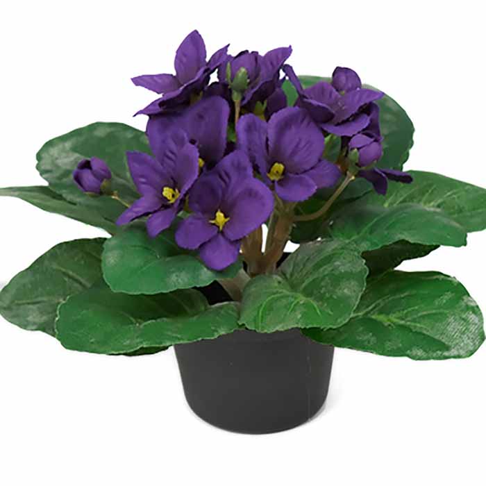 Saintpaulia tumma violetti 15 cm