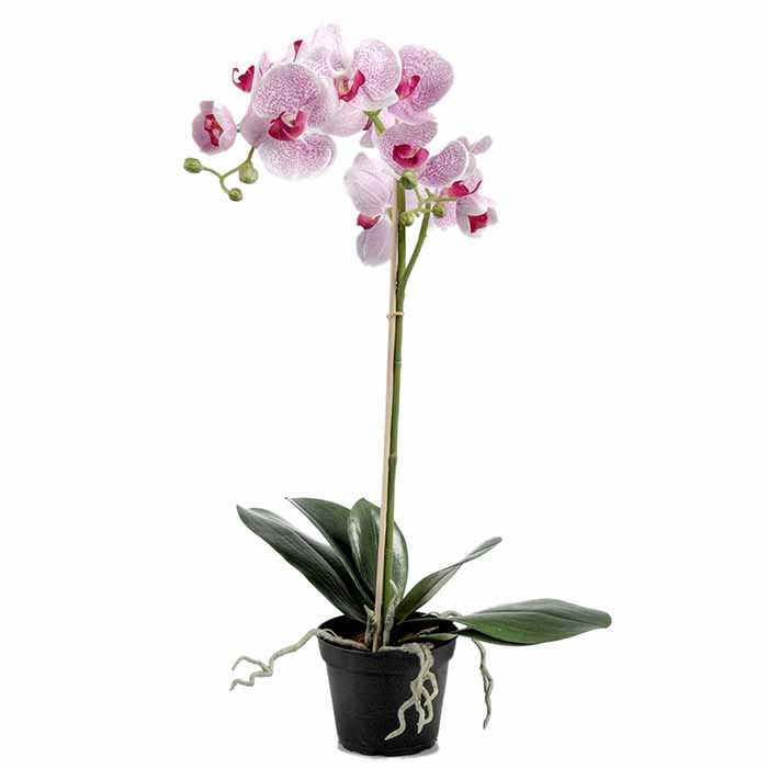 Orkidea vaaleanpunainen 60 cm
