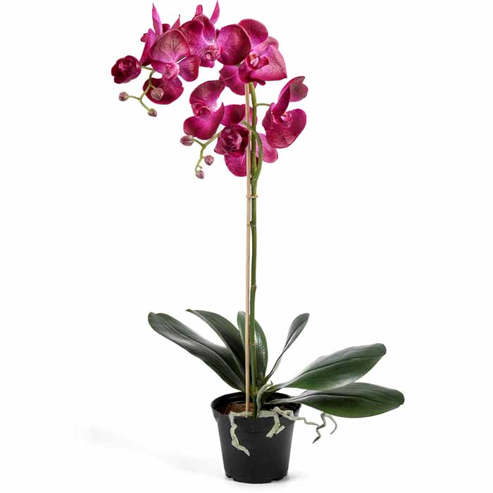 Orkidea purppura 60 cm